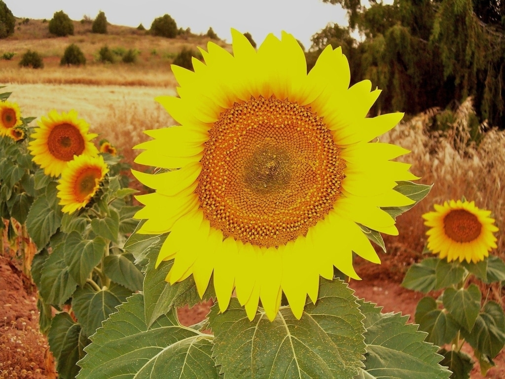 Cadena agroalimentaria sostenible