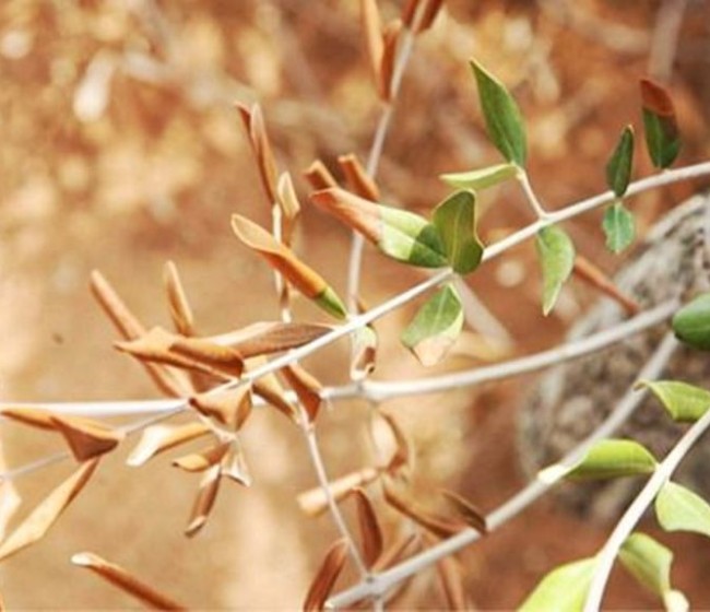 Xylella fastidiosa por vez primera en España en tres muestras de cerezos de un centro de jardinería balear