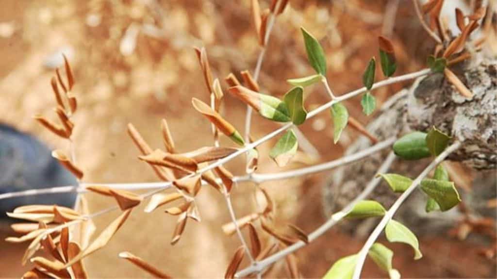 Xylella fastidiosa por vez primera en España en tres muestras de cerezos de un centro de jardinería balear