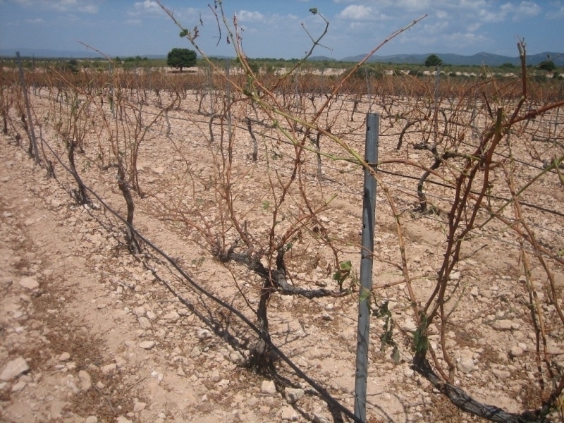 El sobrecoste del seguro agrario en una explotación media podría dispararse más de 2.000 € en 2017