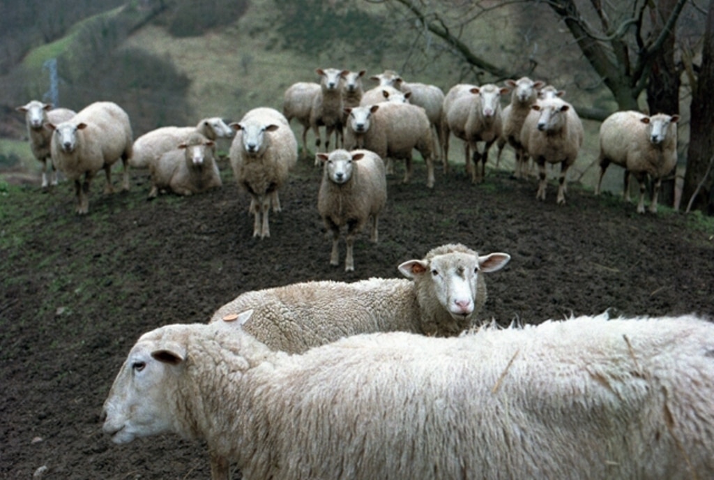 Bajos precios en leche de oveja y de cabra y drástico recorte de ganaderos con entregas en septiembre