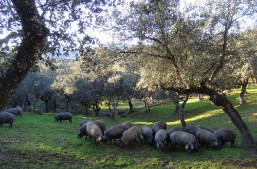 Comienza la montanera en la dehesa cordobesa con incertidumbre ante el mercado