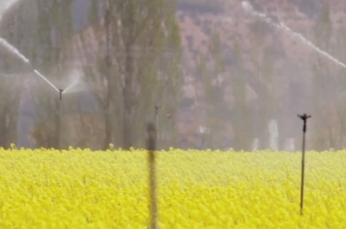 Oposición agraria a la supresión gradual de los biocombustibles convencionales en la UE