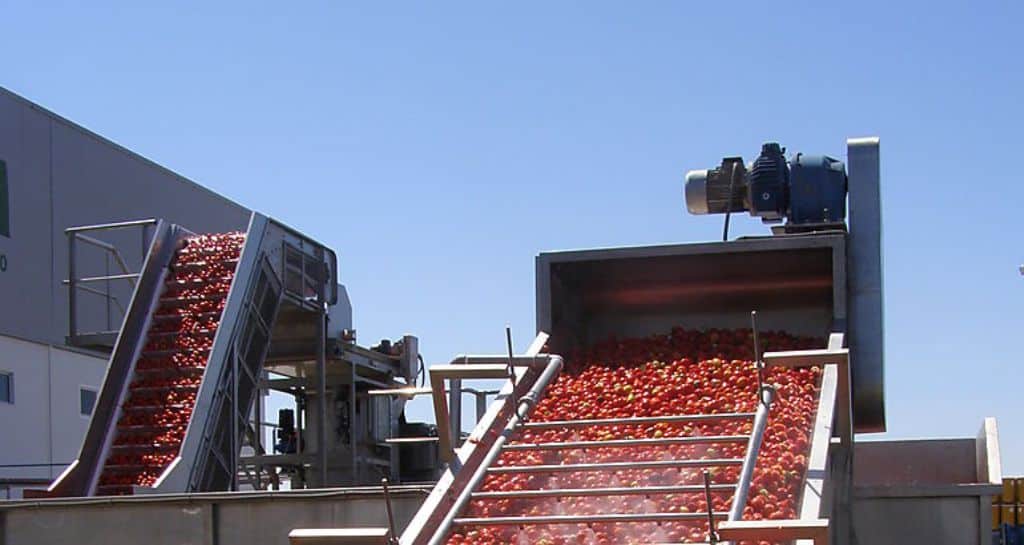 La campaña de tomate para industria cierra con una cosecha de más de 1,7 Mt en Extremadura