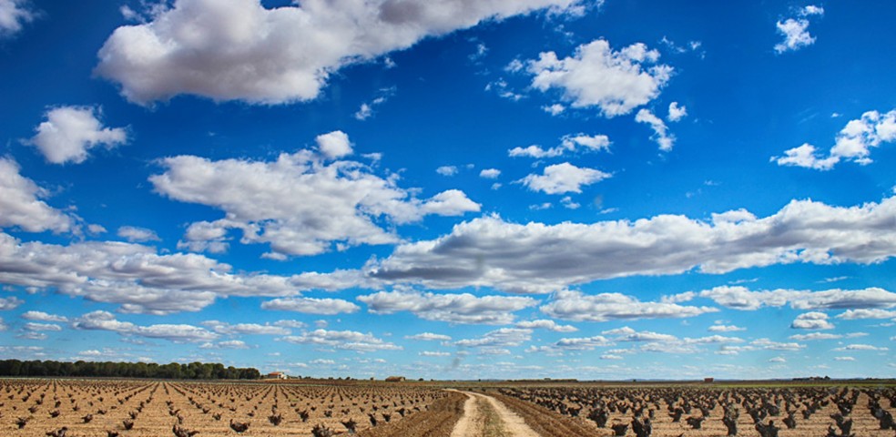 Viñedos_Castilla_La_Mancha