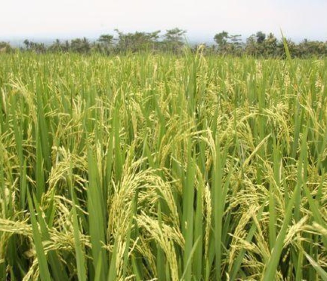 UPA exige que se investiguen las importaciones de arroz procedentes de Camboya
