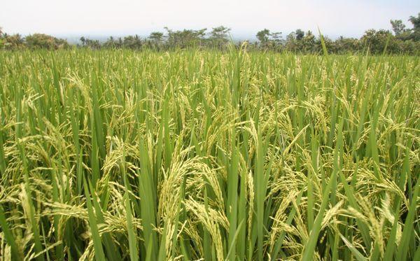 UPA exige que se investiguen las importaciones de arroz procedentes de Camboya