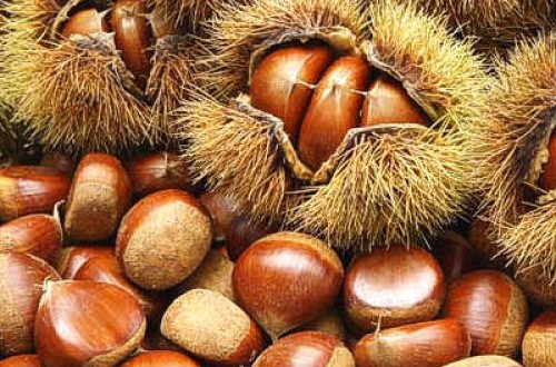 La producción de castaña del Bierzo se reducirá este año a menos de la mitad de lo previsto