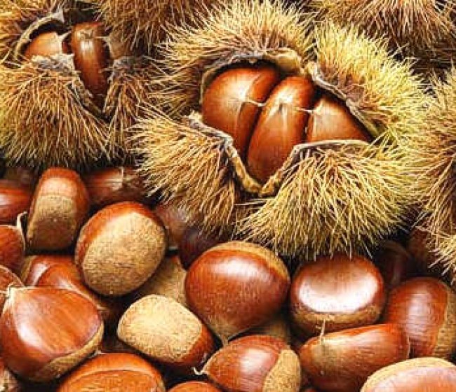 La producción de castaña del Bierzo se reducirá este año a menos de la mitad de lo previsto