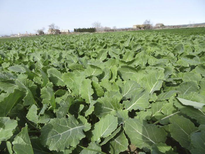 Jornada ‘El uso de cultivos captadores para limitar la lixiviación de nitrógeno y optimizar la producción de biogás’