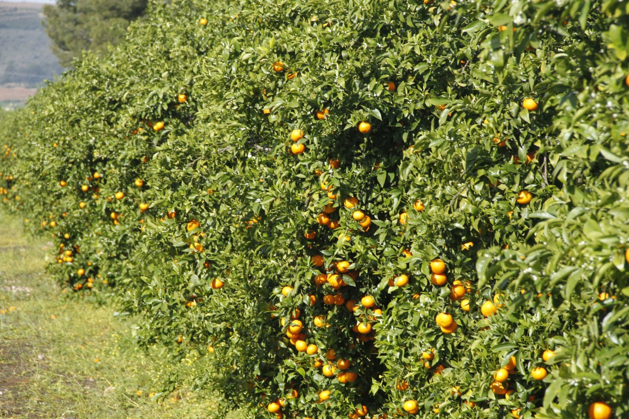 La APP de mandarina Orri localiza 113 parcelas presuntamente ilegales en dos meses