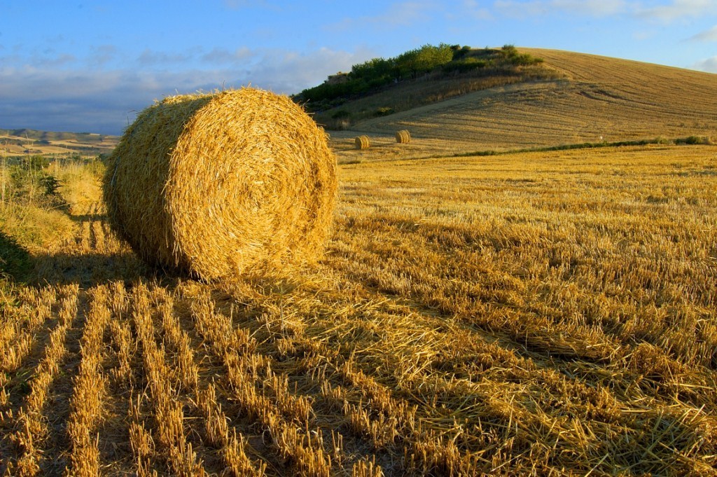 La Junta regional inicia la andadura del Banco de Tierras de Castilla León