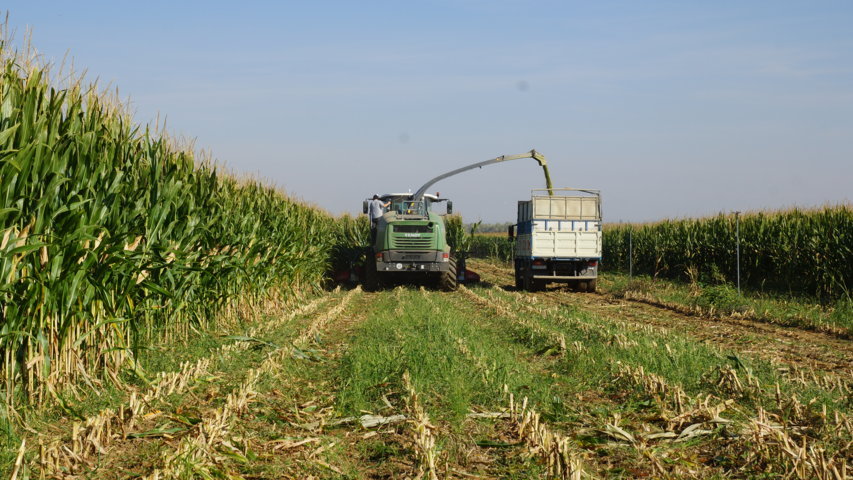 Fendt Katana 65, potencialmente el eslabón más fuerte del picado de forraje