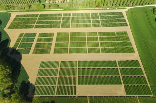 Nuevas variedades comerciales de cebada y trigo blando de ciclo largo, triticale y centeno