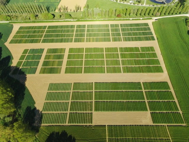 Nuevas variedades comerciales de cebada y trigo blando de ciclo largo, triticale y centeno