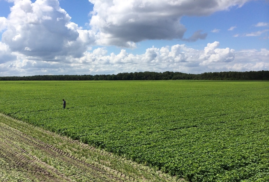 Previsión de subida de la Renta Agraria del 5,1% en 2016, pese a la caída general de los precios al productor