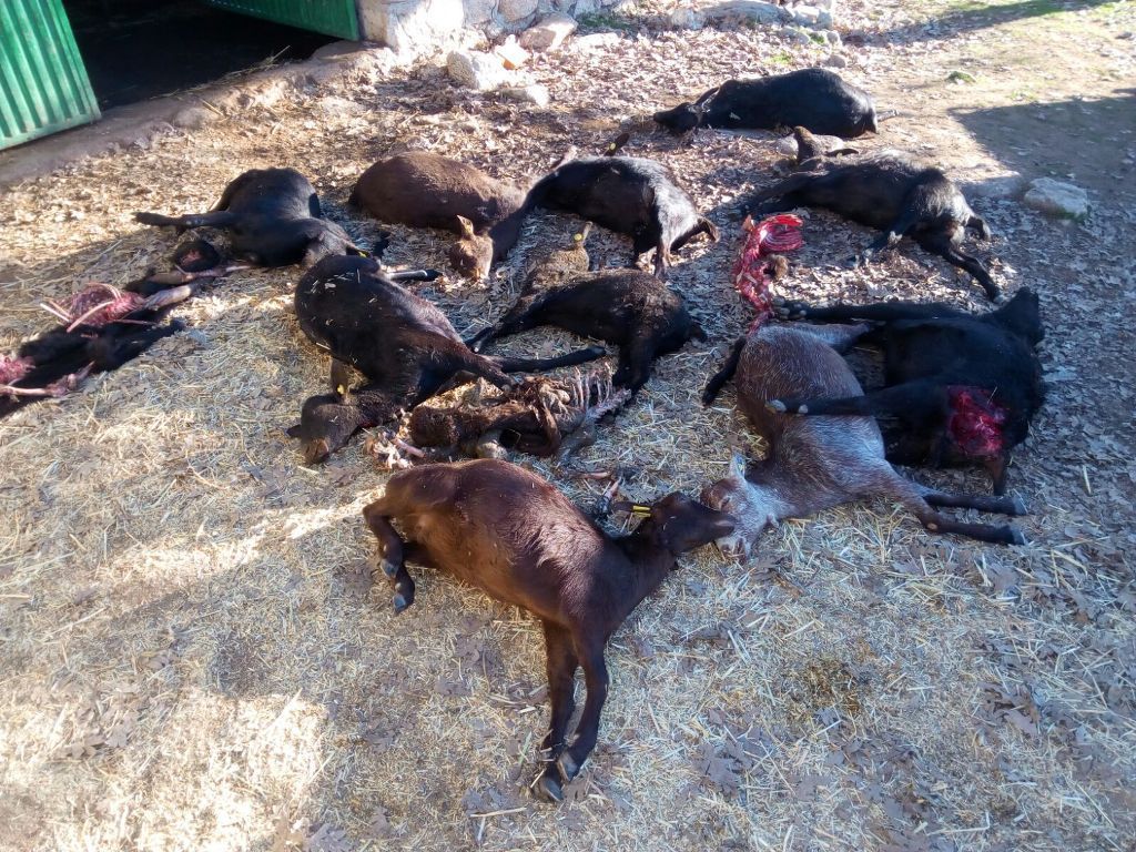 Ataque “brutal” de lobos a 40 animales caprinos en la provincia de Ávila