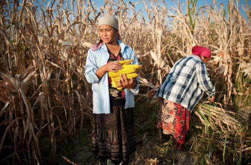 Estabilidad en los precios de los alimentos básicos en noviembre, con stocks récord en cereales