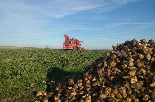 Castilla y León recibe 63.018 solicitudes únicas de ayudas de la PAC, un 3,9% menos que en 2023