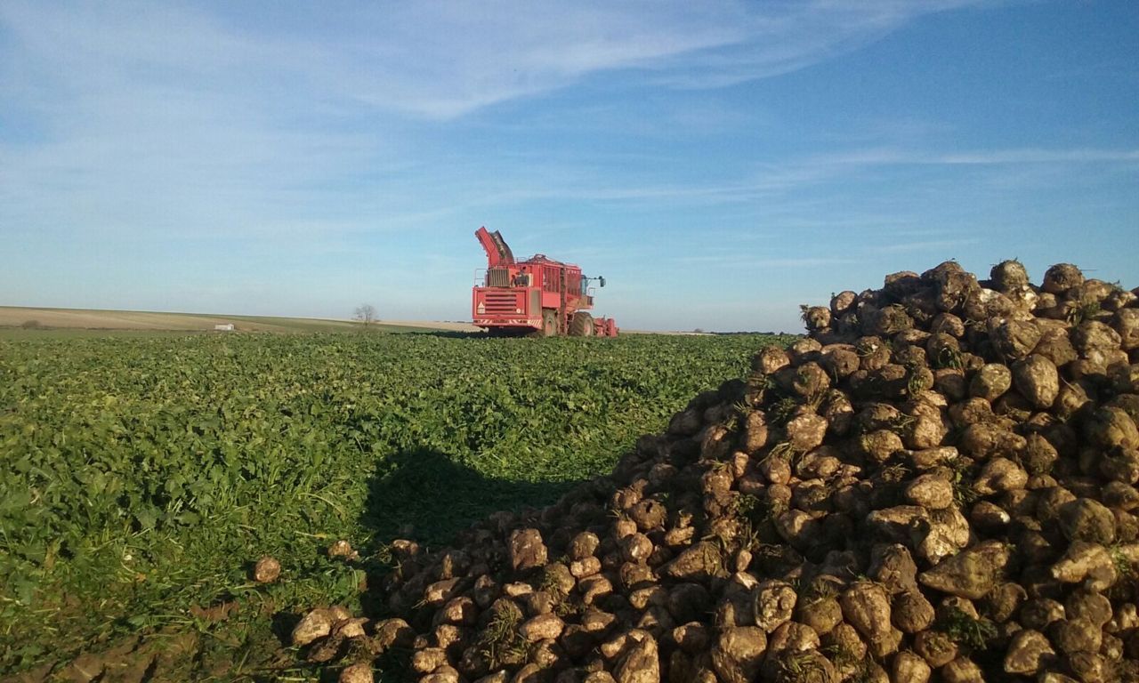 Azucarera recibió ya 952.000 t, un 61% de la remolacha estimada en la Zona Norte