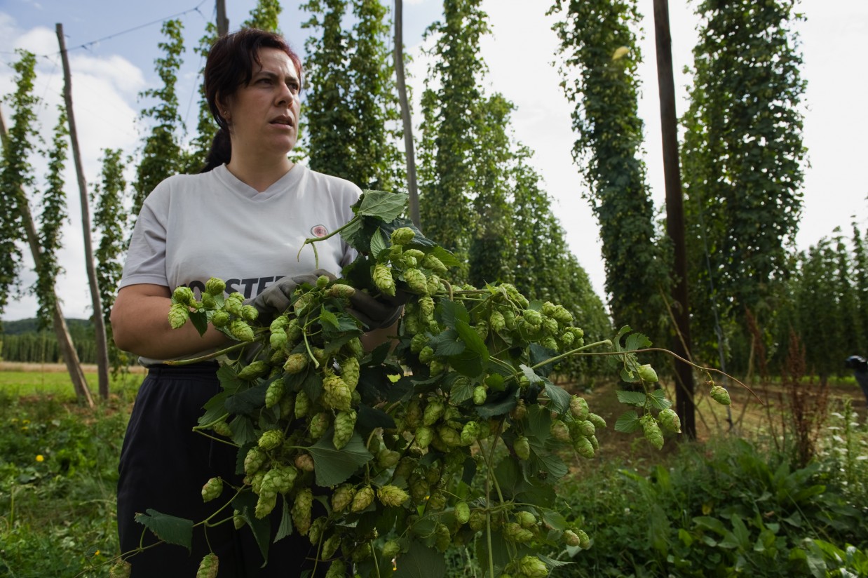 Aprobadas las normas de calidad de las aceitunas de mesa, las harinas y sémolas y la cerveza y bebidas de malta