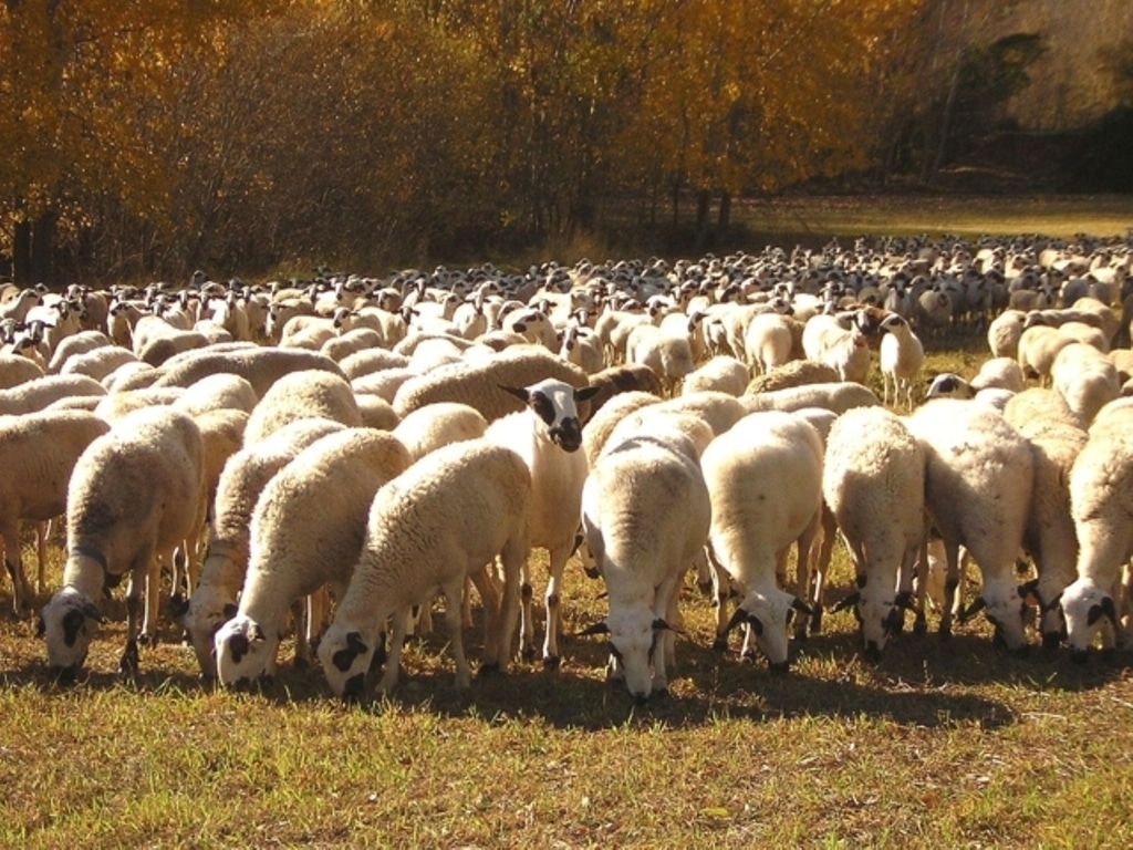 Insuficiente mejoría de los precios de la leche de oveja y de cabra en origen en octubre