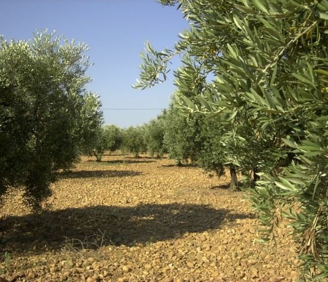 El COI recorta un 14,1%, hasta 2,71 Mt, la producción mundial de aceite de oliva en la campaña 2016/17