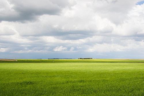 Balance agrario UPA: agricultores y ganaderos siguieron avanzando “sin apoyos” en 2016