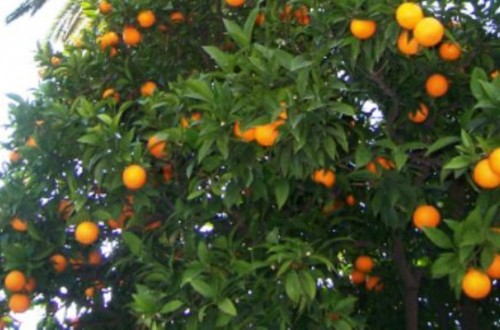 La Eurocámara aprueba mejorar los controles de plagas en las importaciones de cítricos