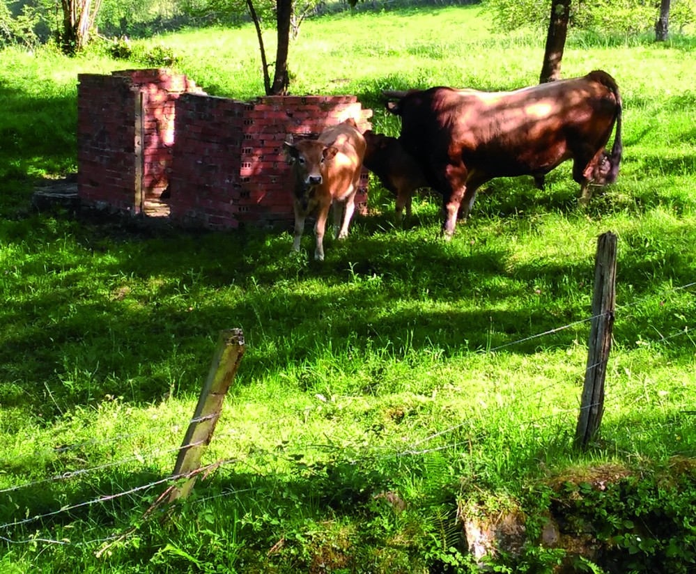 Bioseguridad en explotaciones de vaca nodriza