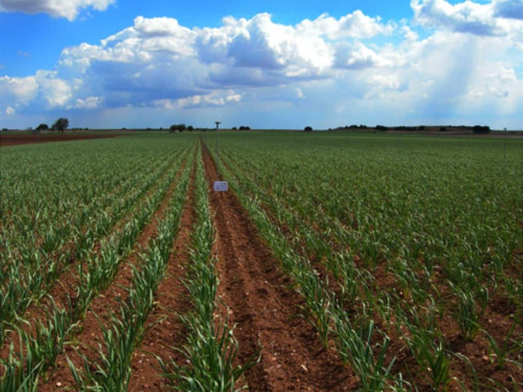 El problema de los arrendamientos de tierras y la generación de DPB en el sector  del  ajo