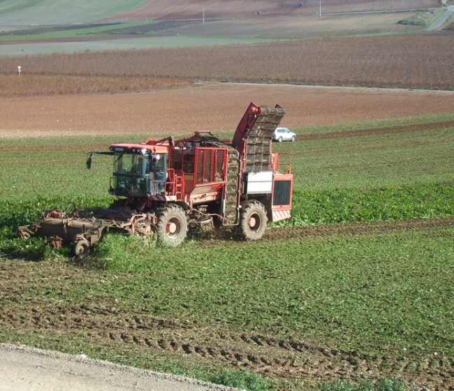 Castilla y León tratará de revertir la tasa sobre el azúcar en defensa del cultivo remolachero