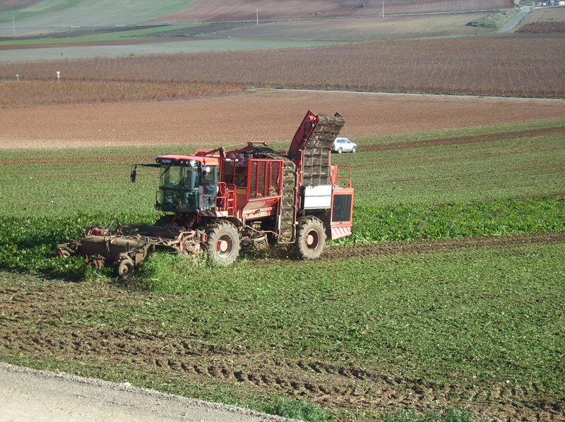 Castilla y León tratará de revertir la tasa sobre el azúcar en defensa del cultivo remolachero