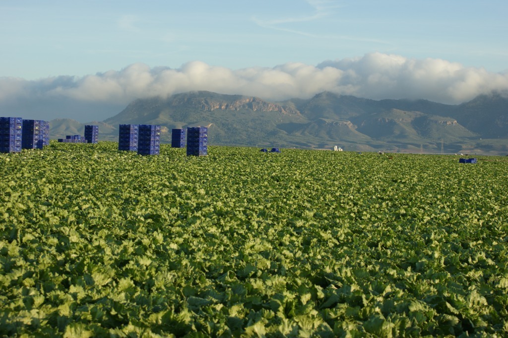 Los productores de lechuga “Iceberg” temen escasez de oferta para atender la demanda de Navidad