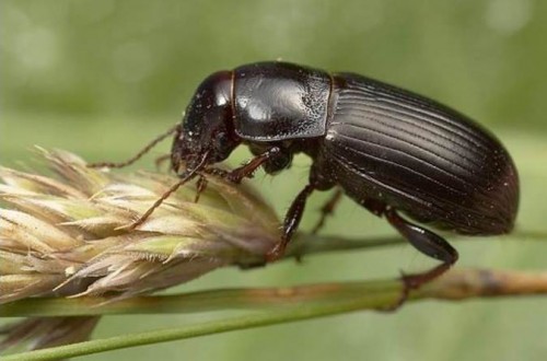 Plagas de insectos de los cereales de invierno