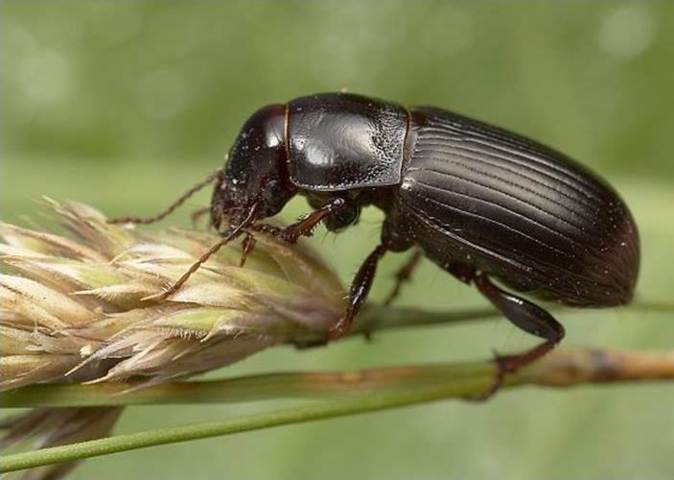 Plagas de insectos de los cereales de invierno