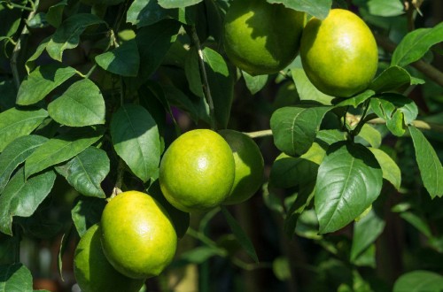 La UE elevará  los controles a los limones turcos importados desde el próximo 1 de enero