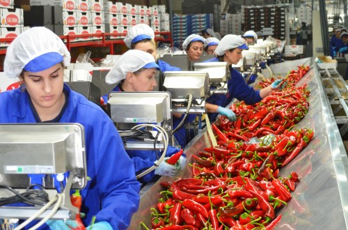 Estados Unidos autoriza la reapertura del mercado de pimientos españoles
