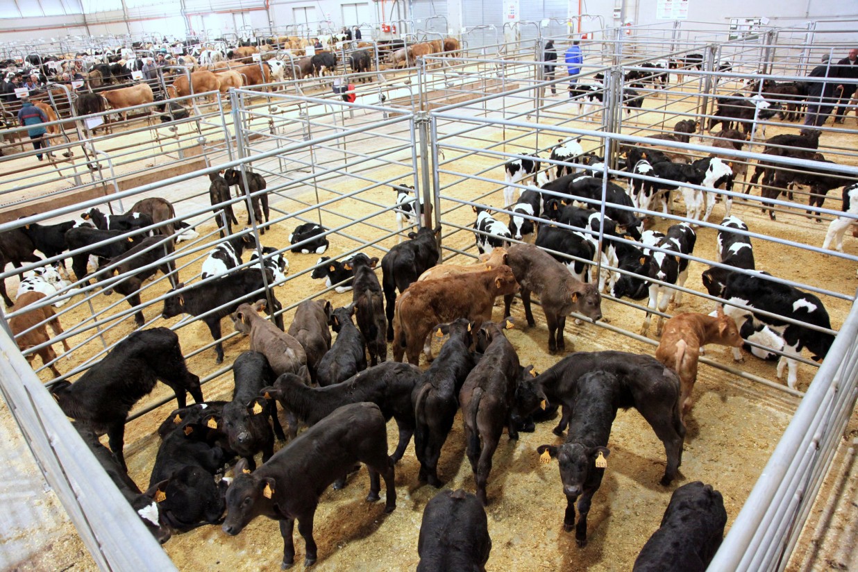 La Central Agropecuaria de Galicia incrementa en un 6% las subastas de ganado bovino