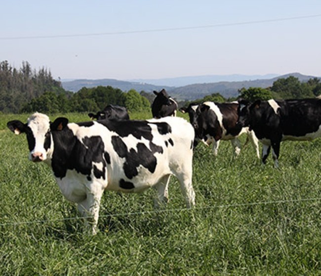Las entregas bajaron un 1% y subió a 0,306 €/l el precio medio de la leche de vaca en octubre
