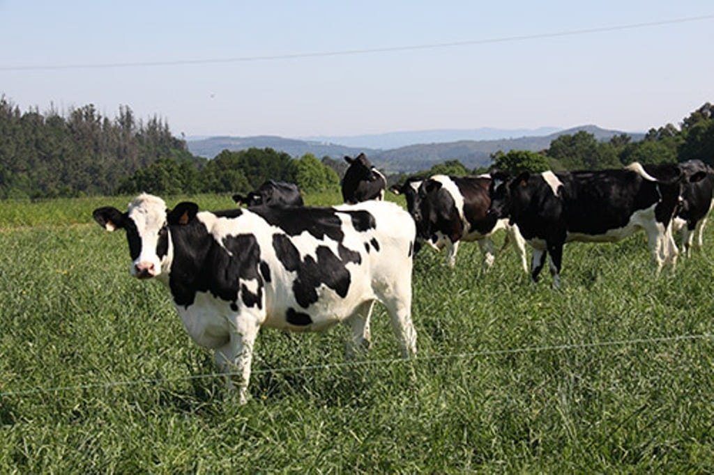 Las entregas bajaron un 1% y subió a 0,306 €/l el precio medio de la leche de vaca en octubre