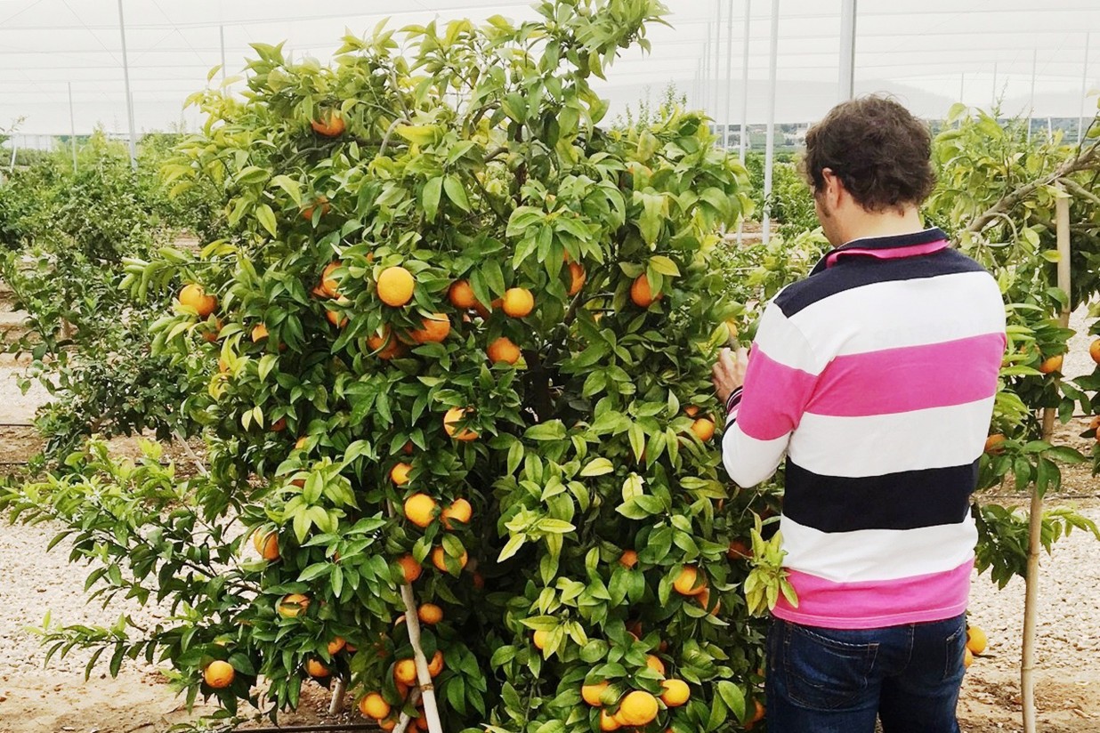 Comercializan más de 25 millones de kilos de mandarina Orri en su primera campaña