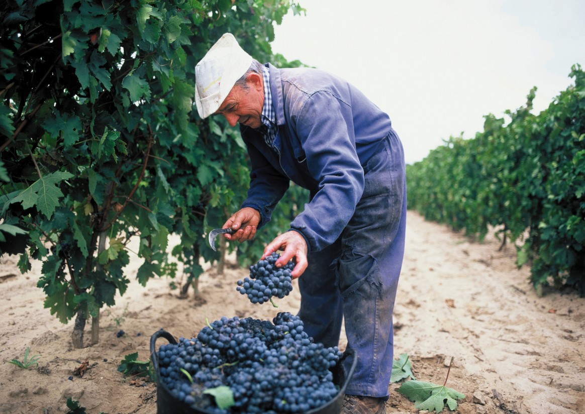 Las Uniones de COAG en la DOC Rioja se concentrarán por unos criterios justos en las autorizaciones de plantación de viñedo