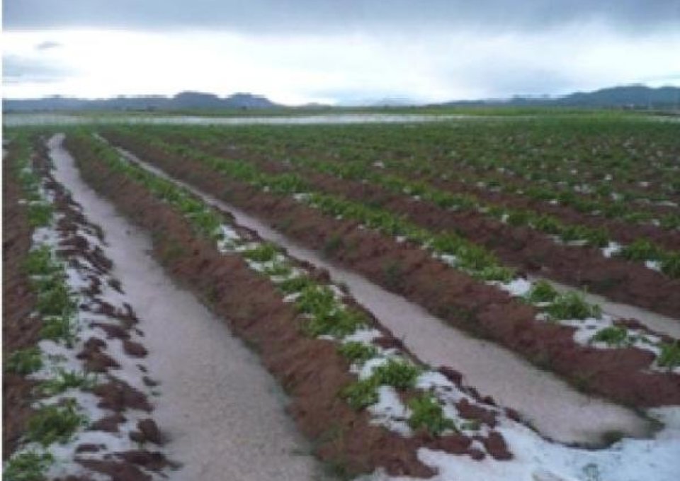 Las bajas temperaturas causan daños en los cultivos hortícolas de primor del Levante