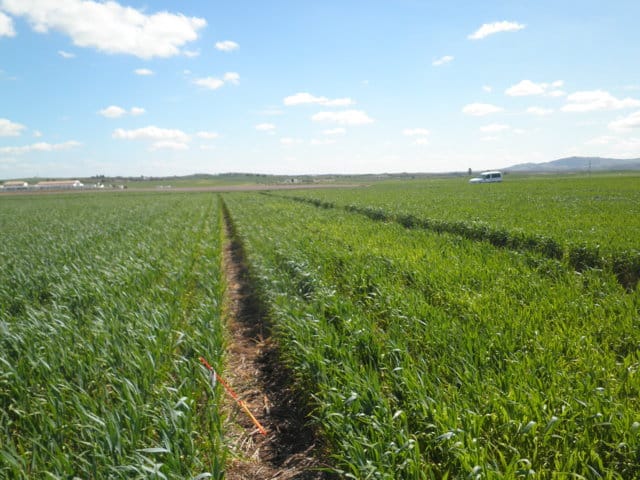 Evaluación del efecto de diferentes estrategias de fertilización sobre trigo en siembra directa