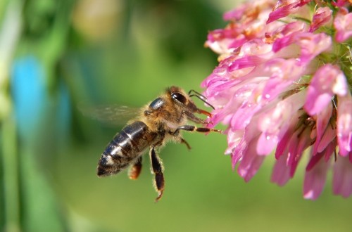 Más colmenas y menos apicultores en la Unión Europea