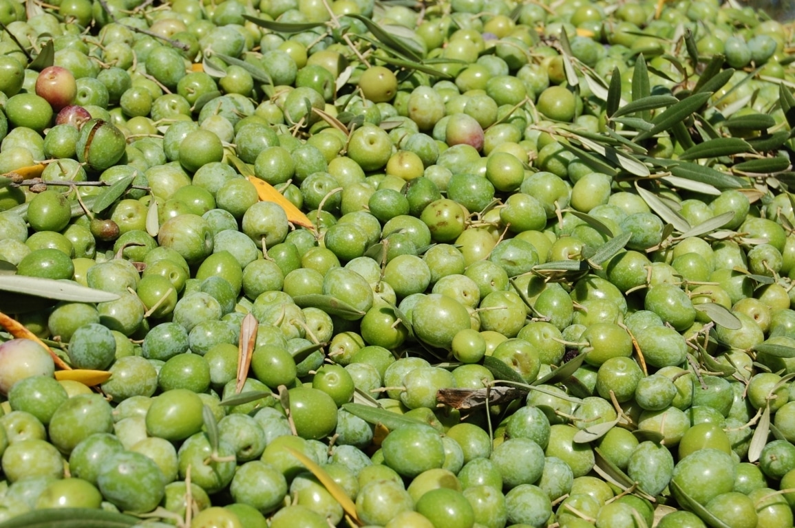 Las salidas de aceituna de mesa al mercado flojean en el primer trimestre de campaña 2016/17