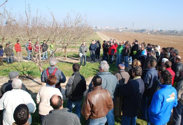 V Jornada de poda de almendro en plantaciones en regadío