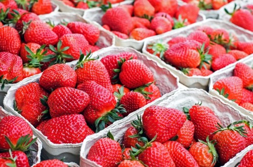 NSG consolida su posición en variedades de fresas con 58 millones de plantas en Huelva para la campaña 2025