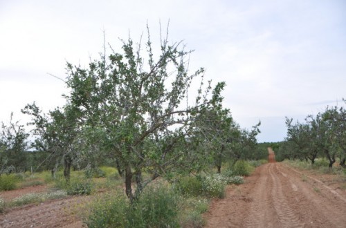 La antracnosis del almendro, susceptibilidad varietal en Andalucía